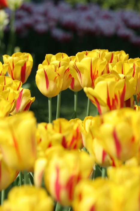 Tulipes a Morges 2007 - 081